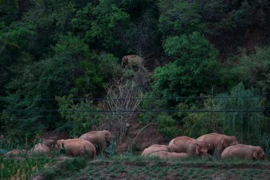 ▲6月8日下午，云南省昆明市晋宁区夕阳乡高粱地村，象群正沿着小石板河沿岸缓慢向西南方向移动。新京报记者 郑新洽 摄