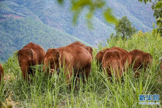 无人机拍摄到的北移亚洲象（摄于7月17日）。新华网发（云南省森林消防总队供图）