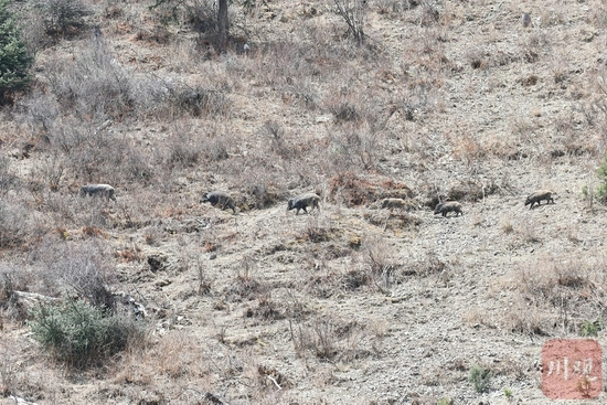  在新龙县拍到的野猪。（刘洋供图，资料图片）