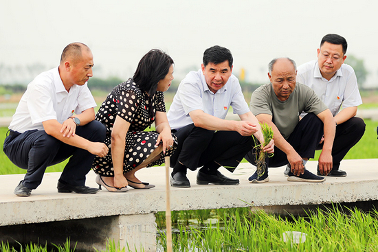 2021年7月2日，山东东营市垦利区一邦农业公司耐盐碱水稻实验基地，垦利区委书记刘斯杰（中）和企业负责人察看水稻长势。新华社发（程永锋 摄）