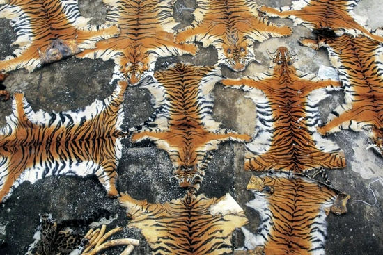 云南海关查获的虎皮。摄影/奚志农