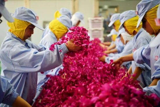 云南安宁市八街镇一家食用玫瑰花加工企业的生产车间内，玫瑰花要经过风选、磁选、人工挑选、净化水清洗、制作等十余道工序加工。摄影/本刊记者&nbsp;刘冉阳