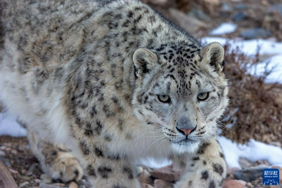 这是2018年4月14日在祁连山国家公园体制试点区青海片区拍摄的雪豹。新华社发（鲍永清摄）