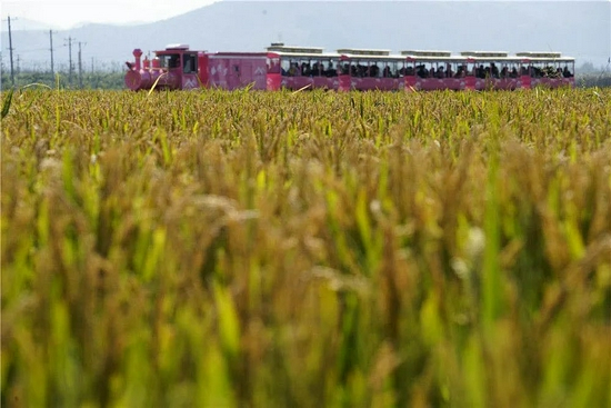  10月7日，游客在河北唐山遵化市团瓢庄乡山里各庄村乘坐观光小火车欣赏稻田秋景。新华社发（刘满仓 摄）