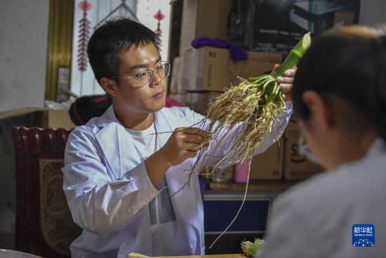 2021年8月2日，在吉林省梨树县四棵树乡三棵树村“科技小院”，中国农业大学学生沙野查看玉米根系样本。新华社记者 张楠 摄