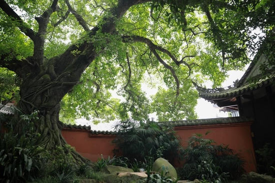 三苏祠内的老榕树