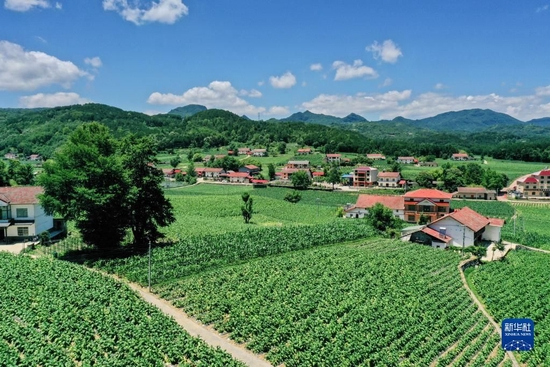  这是2022年7月10日拍摄的兴山县榛子乡。 新华社发（袁选国 摄）