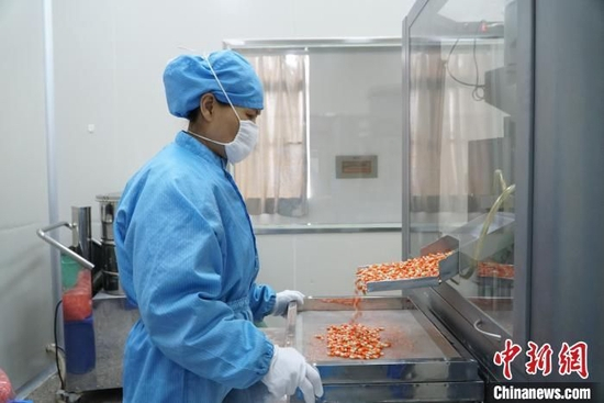 　资料图：员工正在生产胶囊。　韦国政 摄