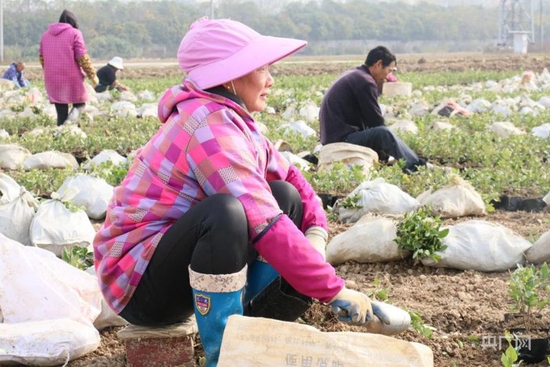 通过村里劳务合作社的引导，村民黄玲玲有了额外的收入（央广网发 肖江峰 摄）