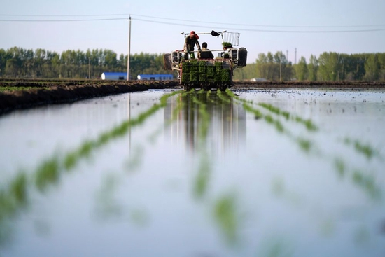　　在北大荒集团建三江分公司七星农场有限公司的稻田中，种植户在进行插秧作业（2022年5月18日摄）。新华社记者 王建威 摄