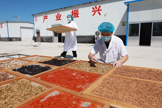  △山东滨州青田街道合作社社员在晾晒中草药。