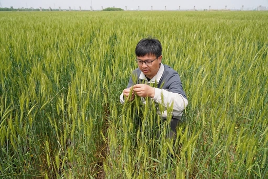 中国科学院遗传与发育生物学研究所农业资源研究中心南皮生态农业试验站副站长郭凯在黄骅市旧城镇后仙庄村麦田内查看旱碱麦长势（5月11日摄）。新华社记者 牟宇 摄