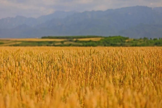 △西安市长安区王曲街办神禾塬麦田