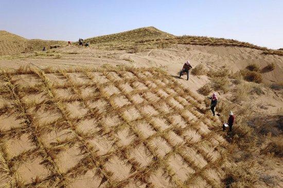 甘肃古浪县八步沙林场治沙人和群众进行“草方格压沙”作业（2020年3月6日摄，无人机照片）。