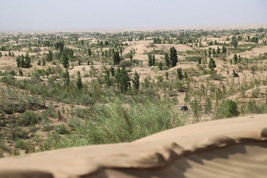 这是2023年5月31日拍摄的库布其沙漠亿利生态治理区。新华社记者 王楷焱 摄