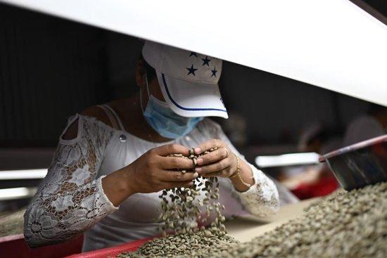 5月6日，在洪都拉斯马尔卡拉的一家咖啡工厂，工人手工挑选不同等级的咖啡生豆。