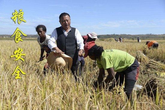 在马达加斯加首都塔那那利佛附近的马义奇镇，中国杂交水稻技术专家胡月舫（左二）在中国国家杂交水稻工程技术研究中心非洲分中心的试验田里和当地农民交流（2023年5月12日摄）。目前，中国杂交水稻在马达加斯加累计推广面积已达5万多公顷，平均每公顷产量可达7.5吨左右。马达加斯加距离实现粮食自给自足的目标迈近了一大步。