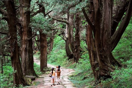  翠云廊古蜀道 图片来源：剑阁县政府网