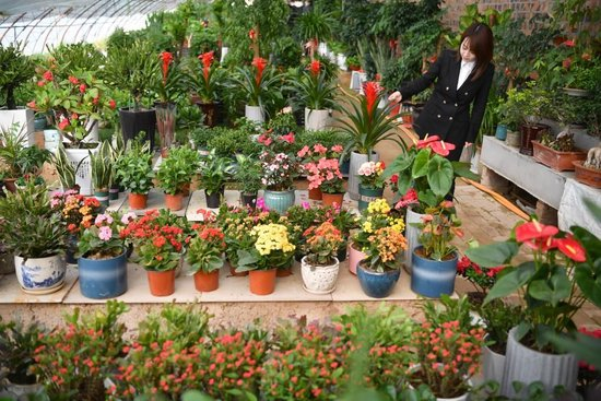 2022年3月30日拍摄的延安市宝塔区河庄坪镇赵家岸村发展的花卉大棚。新华社记者 邵瑞 摄