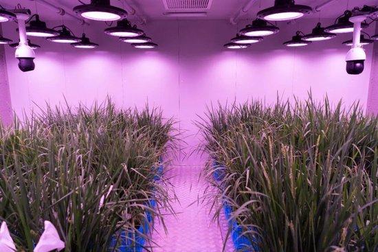  北大荒建三江国家农业科技园区的人工气候室内种植的水稻。