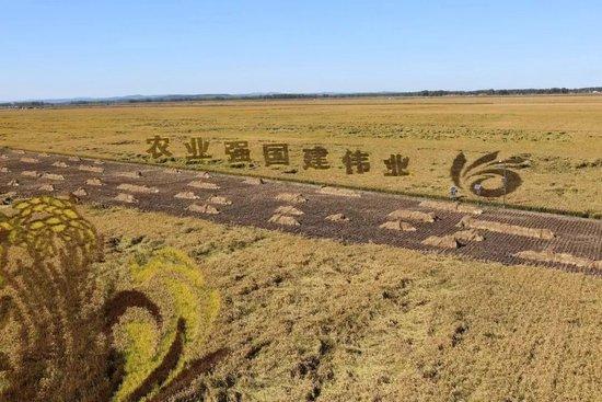 在北大荒农业股份有限公司友谊分公司第五管理区第二作业站拍摄的稻田画。新华社记者 石枫 摄
