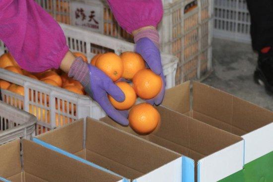 长沙镇代收点里，工人正在分拣橙子。 冯蕊 摄
