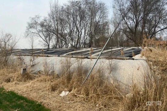  案发地位于张庄村外的一处荒废蔬菜大棚内（央广网记者 王伟倩 摄）