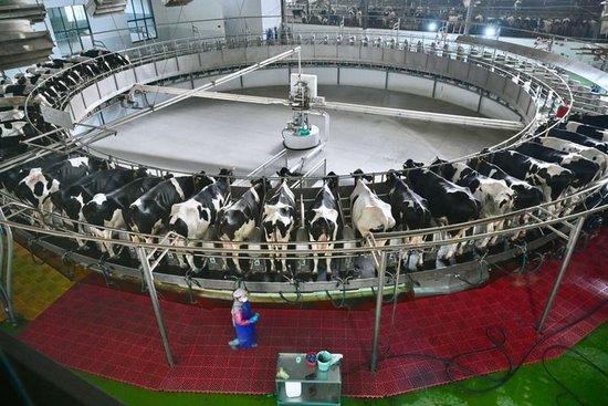  这是2024年5月8日在福建省南平市延平区鸿瑞生态农业产业园内拍摄的转盘式奶牛自动挤奶设备。新华社记者 姜克红 摄