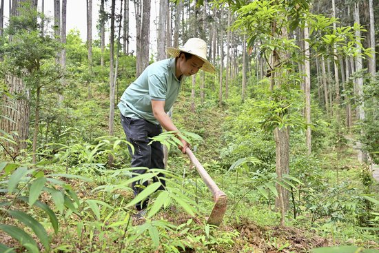  2024年5月9日，福建省三明市马岩林下经济种植示范基地工人在管理林下种植的多花黄精。