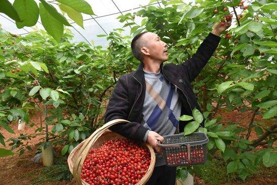 贵州省毕节市纳雍县厍东关乡陶营村村民在自家果园里采摘樱桃（2022年4月16日摄）。新华社记者 李凡 摄