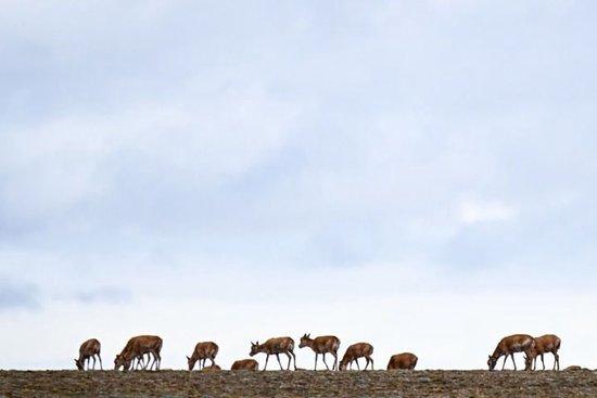 藏羚羊在青海可可西里五道梁地区迁徙（2024年5月27日摄）。新华社记者 张龙 摄