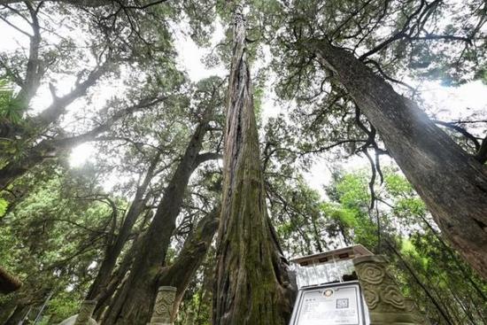 这是2023年7月24日在四川省广元市剑阁县翠云廊拍摄的树龄约2300年的剑阁柏。新华社记者 王曦 摄