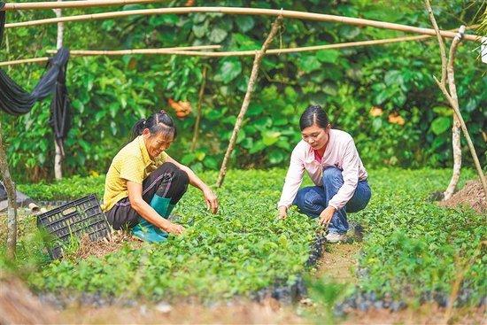 2023年4月25日，海南鹦哥岭腹地白沙黎族自治县南开乡革新村村民在管护茶树苗。海南日报记者 李天平 摄