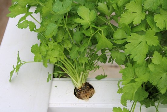 　　2019年12月12日，在以色列北部耐特菲姆滴灌和精准农业示范园区采用营养膜技术种植的蔬菜。新华社记者 尚昊 摄