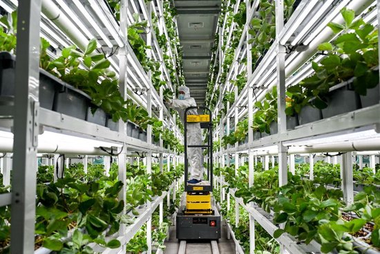  2025年2月28日，工作人员在内蒙古宇生乐谷丰现代农业产业园的植物工厂管护草莓。新华社记者 李志鹏 摄