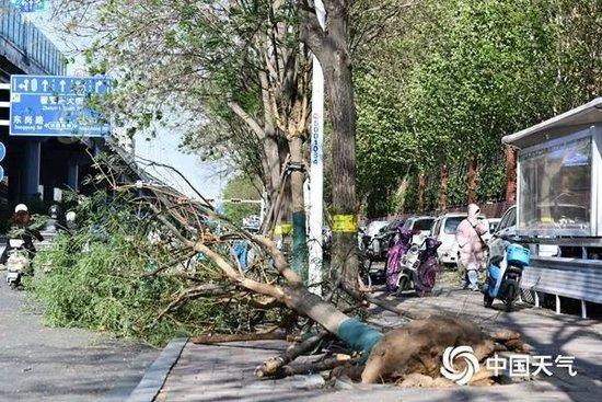 今天,石家庄遭遇强风,树木被刮倒。(翟羽佳/中新社河北分社/视觉中国 来源视觉中国)