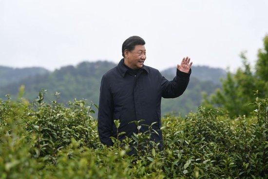 2020年4月21日,习近平总书记来到陕西安康市平利县老县镇,在茶园考察脱贫攻坚情况。新华社记者 燕雁 摄