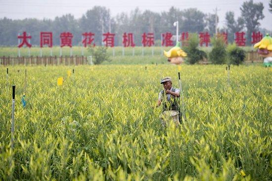 村民在位于云州区唐家堡村的大同黄花有机标准化种植基地内采摘黄花(2022年7月27日摄)。新华社记者 杨晨光 摄