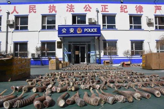 图为警方查获的1600余件野生羚羊角等野生动物制品。（呼和浩特铁路公安处供图）