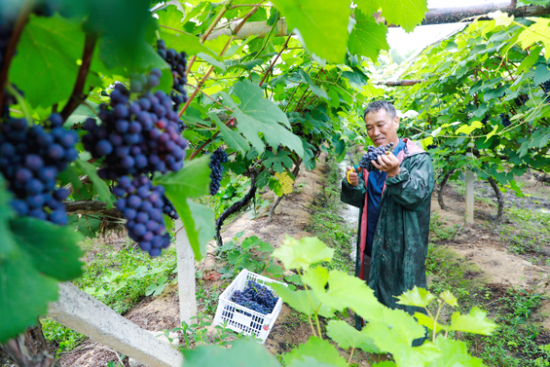 （陈家桥镇兴旺村的葡萄基地）