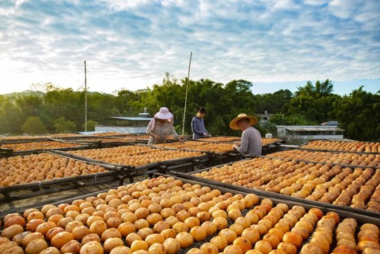在广东省梅州市平远县石正镇中东村，村民正趁晴好天气晒制柿饼。平远县供销总公司通过合作社与农户签订收购合约，使石正柿花成为当地农民增收致富的特色产业。冯锡权摄（影像中国）