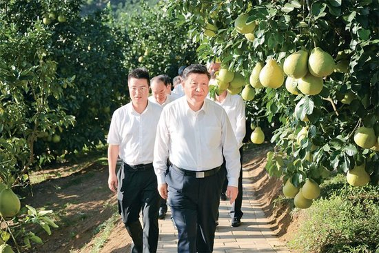 2025年11月7日至8日，中共中央总书记、国家主席、中央军委主席习近平在广东考察。这是7日下午，习近平在梅州市梅县区雁洋镇南福金柚种植基地考察。新华社发 肖翊/摄