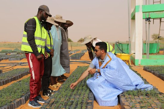  2025年5月22日，在毛里塔尼亚西部特拉扎区比尔&middot;巴尔卡村，中非绿色技术公园毛里塔尼亚示范项目毛方协调员图拉德&middot;迈杜向工人传授固沙植物种植技术。新华社记者 司源 摄