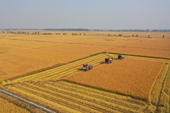 在吉林省公主岭市，吉林省米兜种植农民专业合作社进行机械化收割水稻作业展示（2025年10月14日摄，无人机照片）。新华社记者 张楠 摄