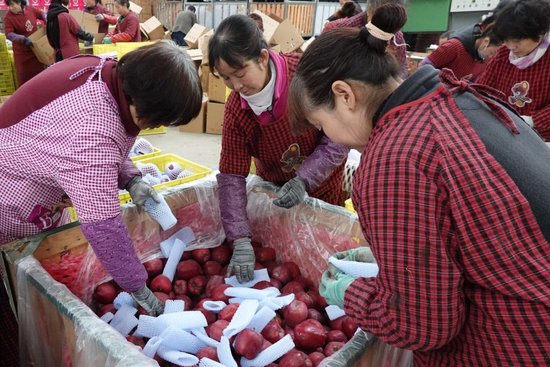 在甘肃省天水市麦积区花牛镇新民苹果种植专业合作社，工作人员将花牛苹果装箱（2019年11月3日摄）。新华社发（耿馨宁 摄）