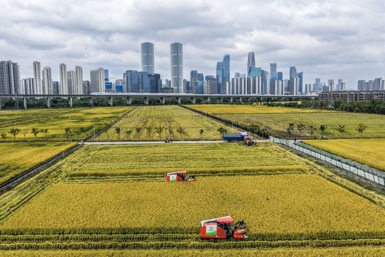 2025年10月21日，收割机在浙江省杭州市萧山区世纪田园粮食功能区的稻田里收割水稻，远处高铁列车飞驰而过（无人机照片）。新华社记者 徐昱 摄