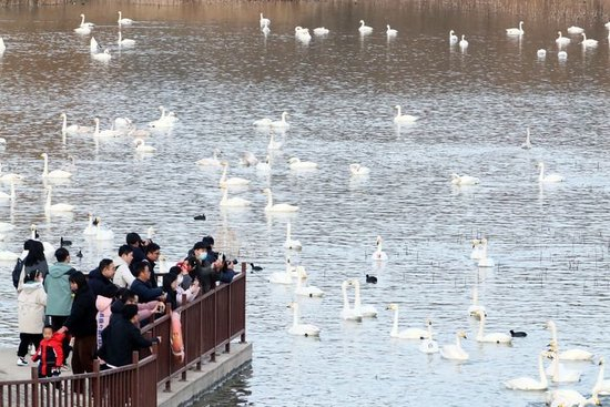 2025年12月20日，游人在河南省三门峡市天鹅湖国家城市湿地公园观赏天鹅。新华社发（牛书培 摄）