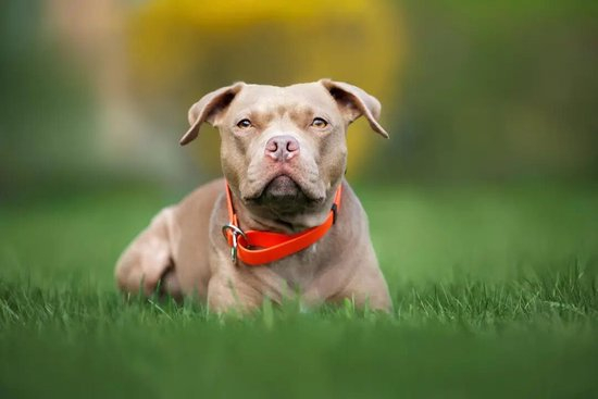  ▲比特犬资料图&nbsp;图据图虫创意 图文无关