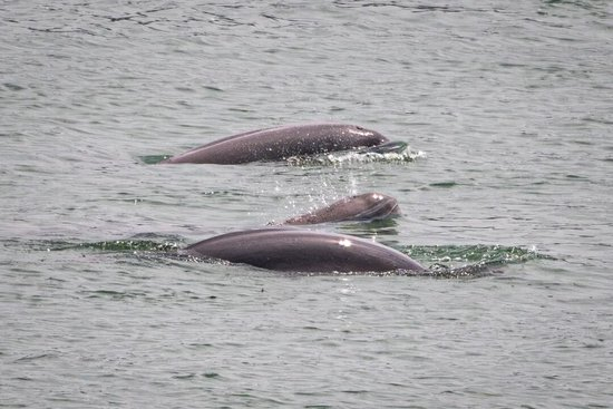 2026年8月15日，在湖北宜昌，长江江豚在葛洲坝下游水域逐浪畅游。图/新华社记者 肖艺九 摄