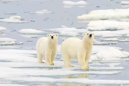  △北极熊资料图